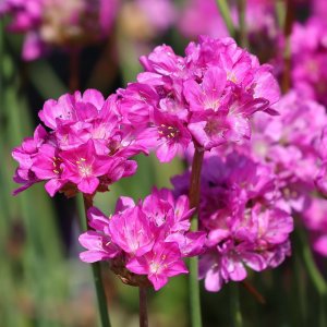 Armeria pseudarmeria 'Ballerina Lilac' / Széleslevelű pázsitszegfű