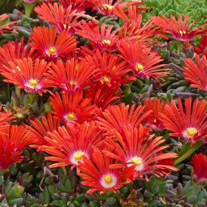 Delosperma 'Chameleon' / Délvirág