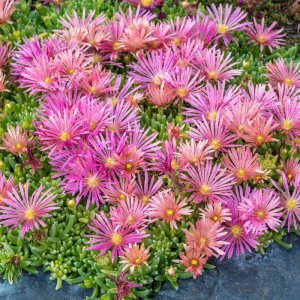 Delosperma 'Mesa verde' / Délvirág