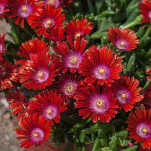 Delosperma 'Sundella Red' / Délvirág