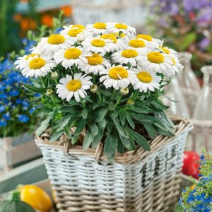 Leucanthemum 'Snow Lady' / Margaréta