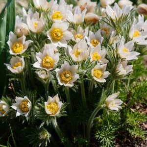 Pulsatilla vulgaris 'pinwheel white' / Nyugati kökörcsin