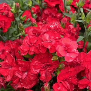 Dianthus caryophyllus ‘Code Bright Red’ / Kerti szegfű