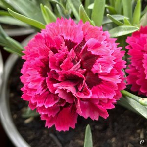 Dianthus caryophyllus ‘Code Bicolor’ / Kerti szegfű