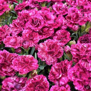 Dianthus caryophyllus ‘Code Bicolor’ / Kerti szegfű