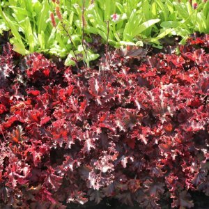 Heuchera 'Melting fire' / Tűzeső