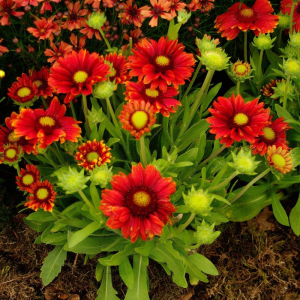 Gaillardia aristata 'Arizona Red Shades' / Kokárdavirág