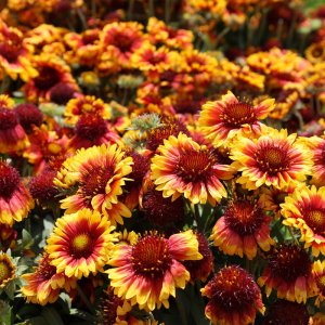 Gaillardia aristata 'Arizona Sun' / Kokárdavirág