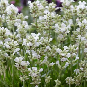 Lavandula angustifolia 'White Scent Early' / Levendula fehér