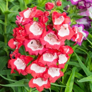 Penstemon hartwegii 'Partybells Red' / Bugatölcsér