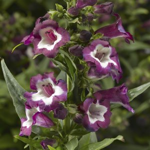 Penstemon hartwegii 'Partybells Violet' / Bugatölcsér