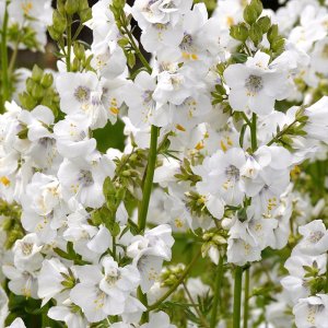 Polemonium 'Alba' / Csatavirág