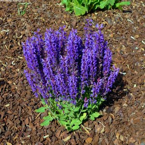 Salvia x superba 'Merleau Blue' / Ligeti zsálya