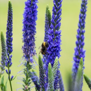 Veronica spicata 'Anniversary Blue' / Macskafarkú Veronika