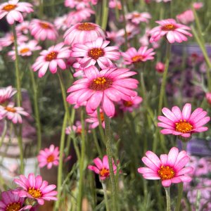 Rhodanthemum 'Marrakech' / Marokkói százszorszép