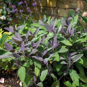 Salvia officinalis 'Purple Beauty' / Orvosi zsálya