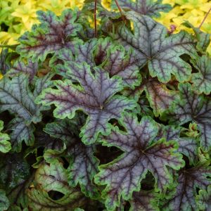 Heucherella 'Tapestry' / Turbáncső