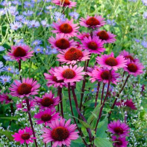 Echinacea purpurea 'Prairie splendor deep rose' / Bíbor kasvirág