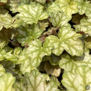 Heuchera 'Ginger Ale' / Tűzeső