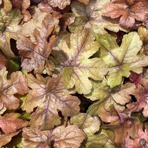 Heucherella 'Pop Art' / Turbáncső