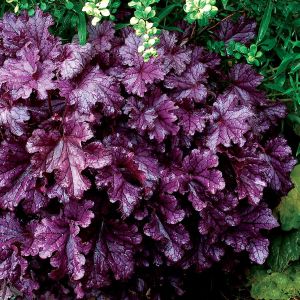 Heuchera 'Forever Midnight' / Tűzeső