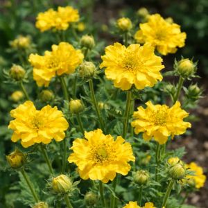 Geum chiloense 'Lady Stratheden' / Gyömbérgyökér