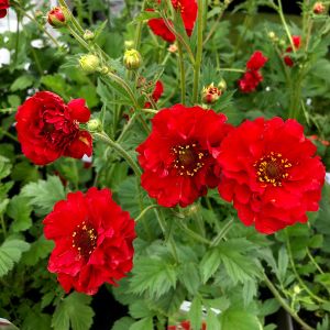 Geum chiloense 'Mrs Bradshaw' / Gyömbérgyökér