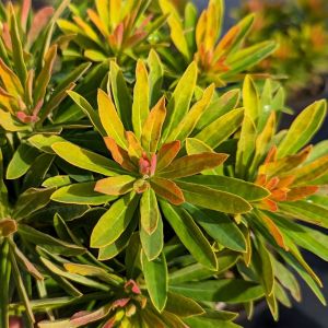 Euphorbia x martinii 'Walberton's Little Treasure' / Kutyatej