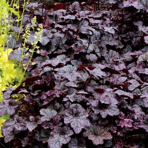 Heuchera 'Plum Pudding' / Tűzeső