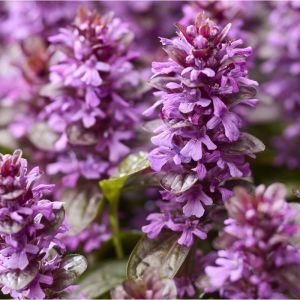 Ajuga 'Midnight mystery' / Indás ínfű