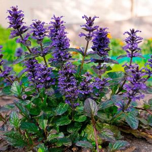 Ajuga reptans 'Atropurpurea' / Indás ínfű