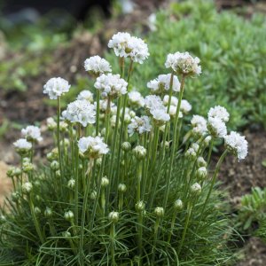Armeria maritima 'Armada white' / Tengerparti pázsitszegfű