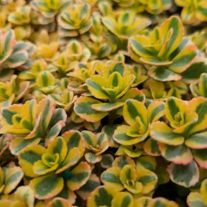 Sedum spurium 'What a Doozie' / Kaukázusi varjúháj