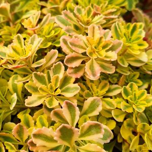 Sedum kamtschaticum 'The Edge' / Kamcsatkai varjúháj