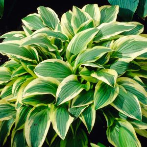 Hosta 'Yellow Splash Rim' / Árnyékliliom