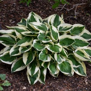 Hosta 'Patriot' / Árnyékliliom