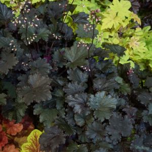 Heuchera 'Binoche' / Tűzeső