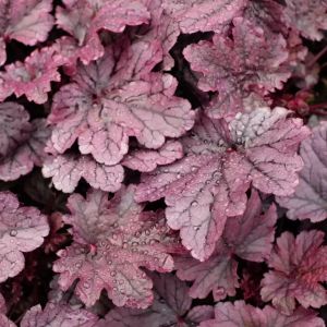 Heuchera 'Grape Timeless' / Tűzeső