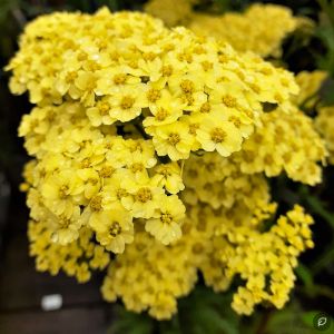 Achillea millefolium 'Milly Rock Yellow Terracotta' / Közönséges cickafark