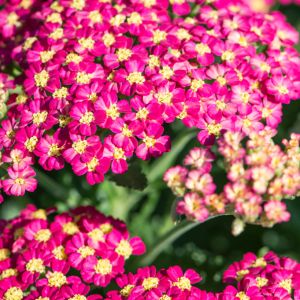 Achillea millefolium 'Milly Rock Cherry' / Közönséges cickafark
