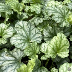 Heuchera 'Paris' / Tűzeső