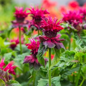 Monarda 'Fireball' / Méhbalzsam