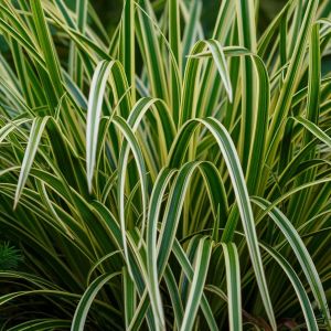 Carex morrowii ssp. foliosissima 'Ice Dance' / Tarka sás