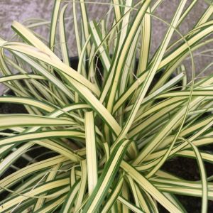 Carex oshimensis 'Evergold' / Tarka  sás