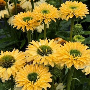 Echinacea 'Sunseekers Limoncello' / Kasvirág