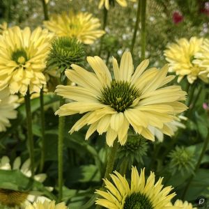 Echinacea 'Sunseekers Limoncello' / Kasvirág
