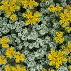 Sedum spathulifolium 'Cape Blanco' / Varjúháj