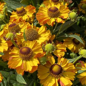 Helenium 'Okra Sundae' / Őszi napfényvirág
