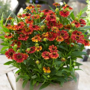 Helenium 'Strawberry Sundae' / Őszi napfényvirág
