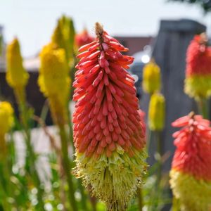 Kniphofia 'Royal Castle' / Fáklyaliliom